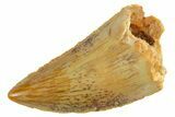 Serrated Raptor Tooth - Real Dinosaur Tooth #355563-1